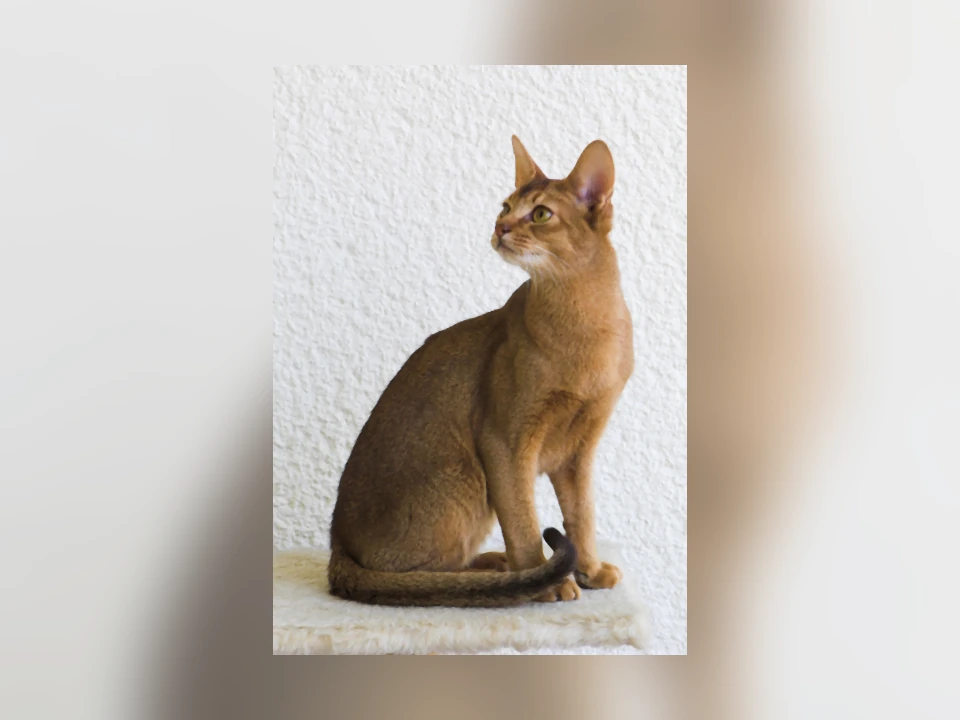 Abyssinian cat in a natural setting