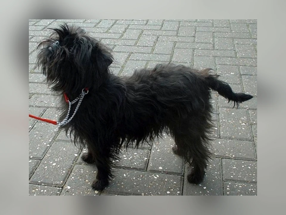 Affenpinscher dog in a natural setting