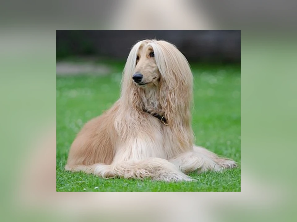 Afghan Hound dog in a natural setting