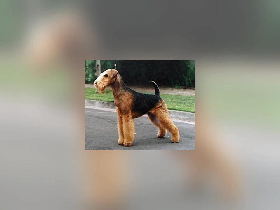 Airedale Terrier dog in a natural setting