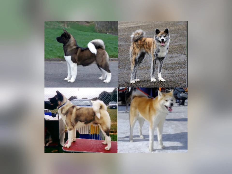 Akita dog in a natural setting
