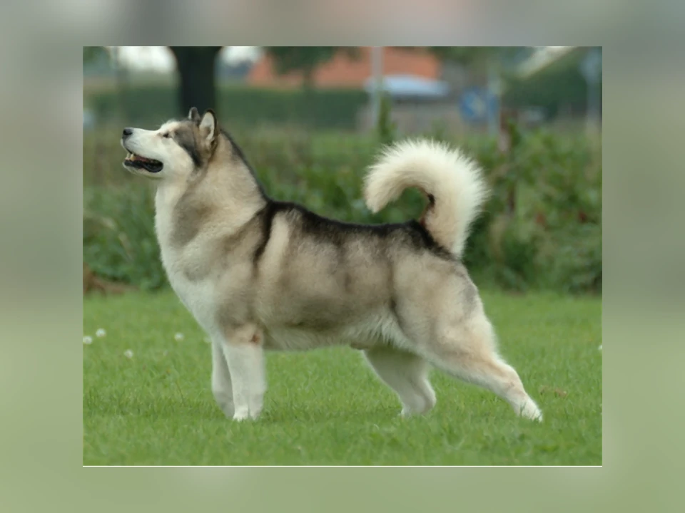 Alaskan Malamute dog in a natural setting