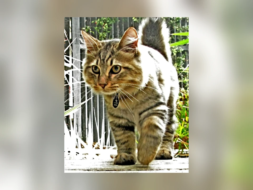 American Bobtail cat in a natural setting