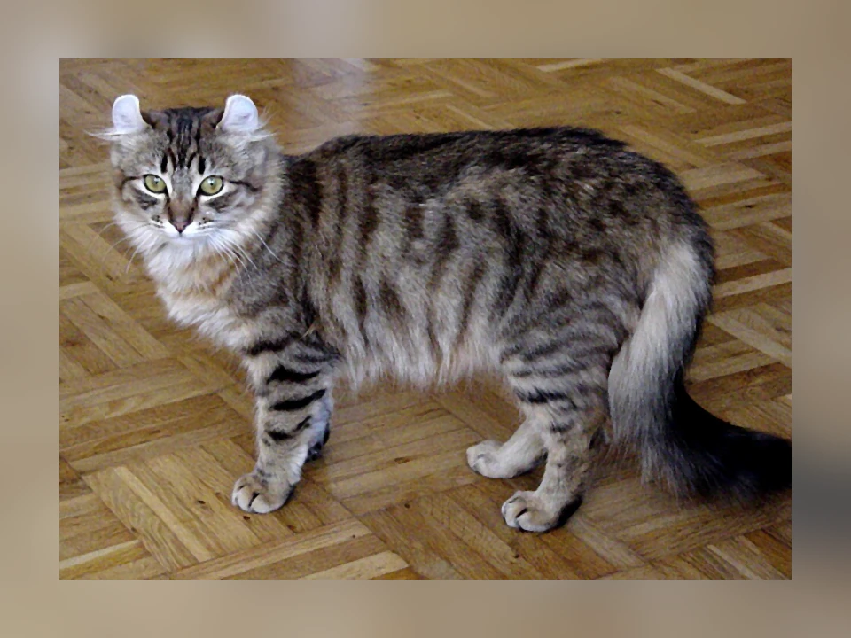 American Curl cat in a natural setting