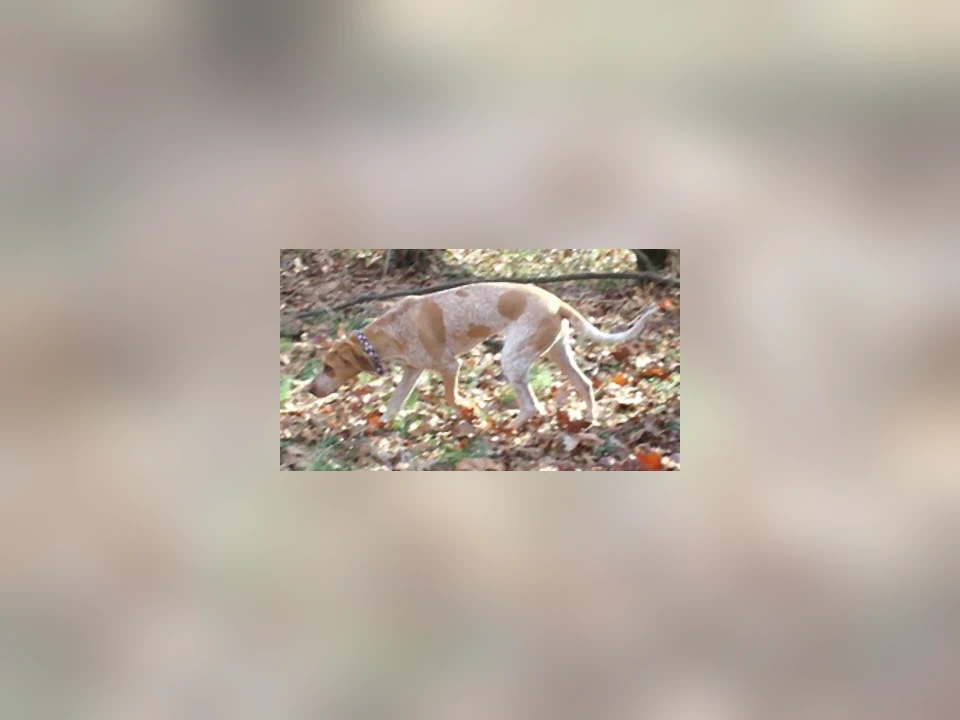 American English Coonhound dog in a natural setting