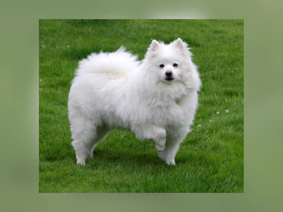 American Eskimo Dog in a natural setting
