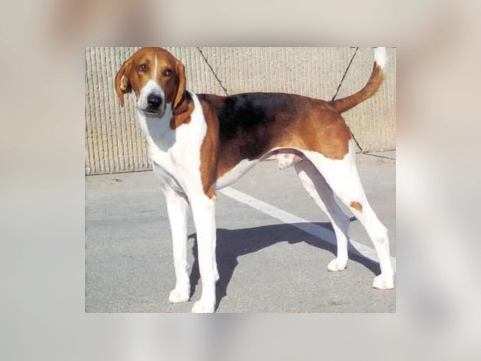 American Foxhound dog in a natural setting