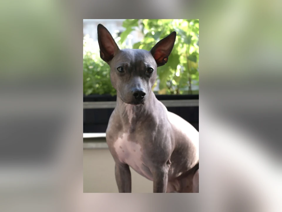 American Hairless Terrier dog in a natural setting