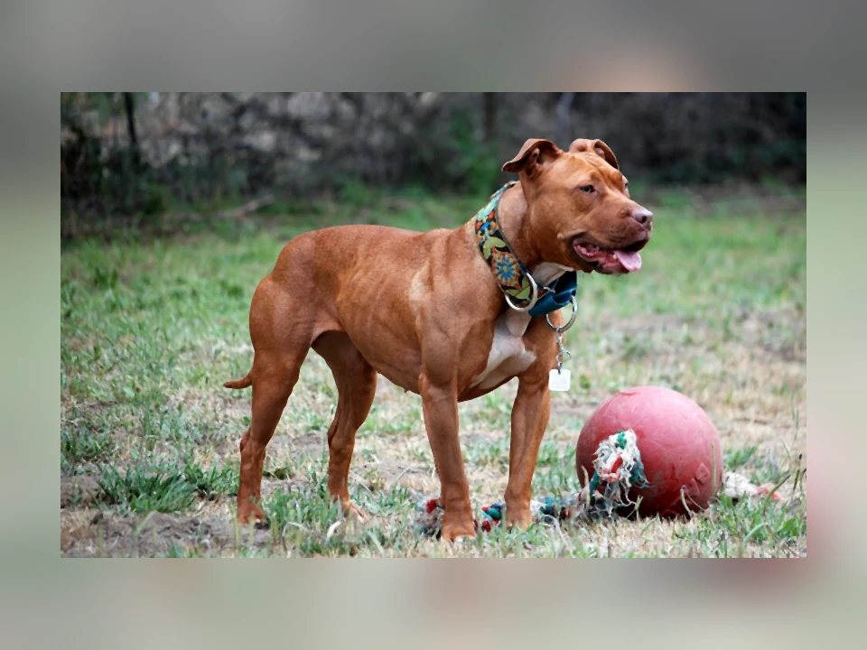 American Pit Bull Terrier dog in a natural setting