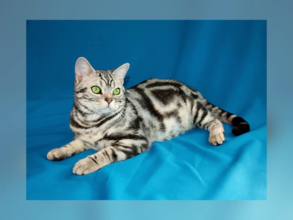 American Shorthair cat in a natural setting