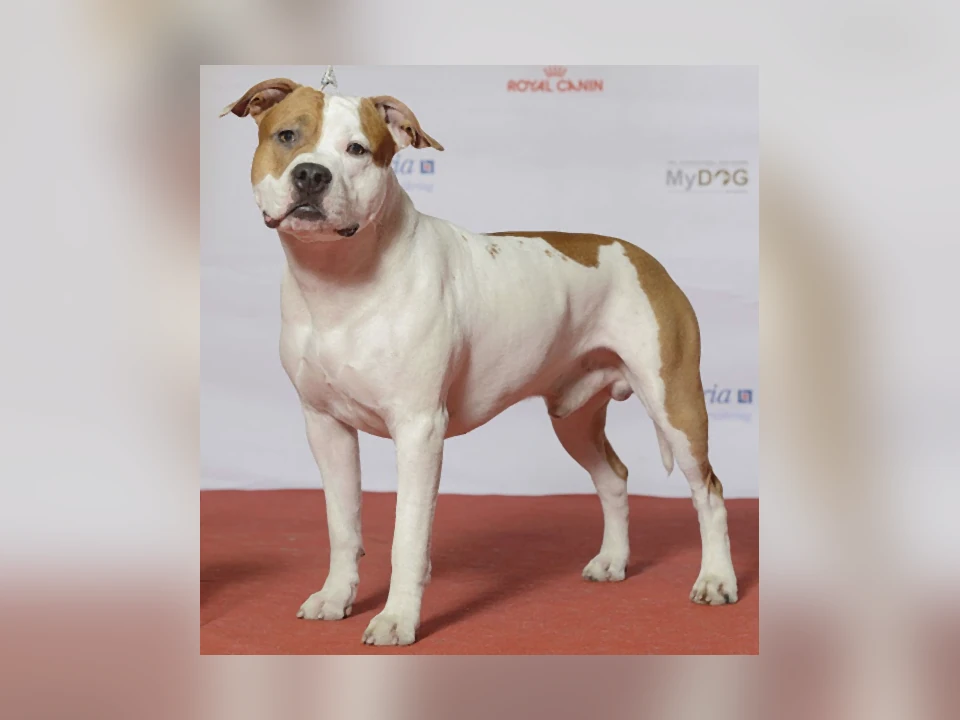 American Staffordshire Terrier dog in a natural setting