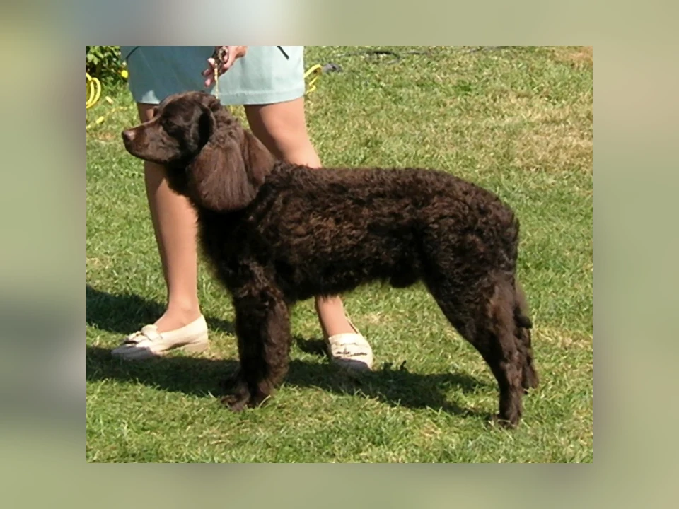 American Water Spaniel dog in a natural setting