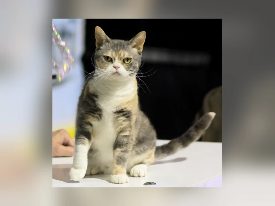 American Wirehair cat in a natural setting