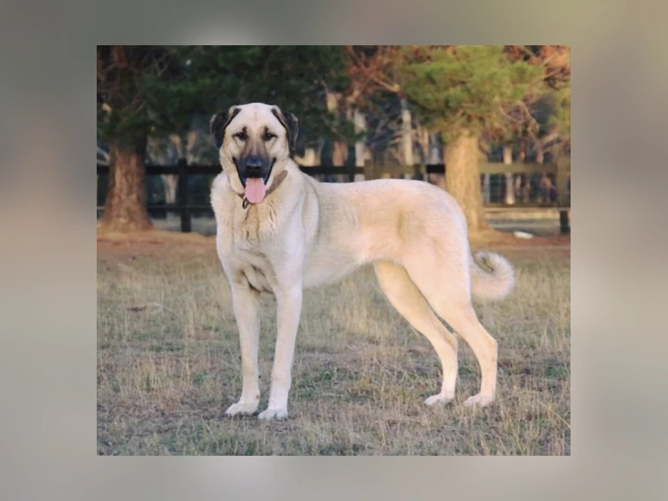 Anatolian Shepherd Dog in a natural setting