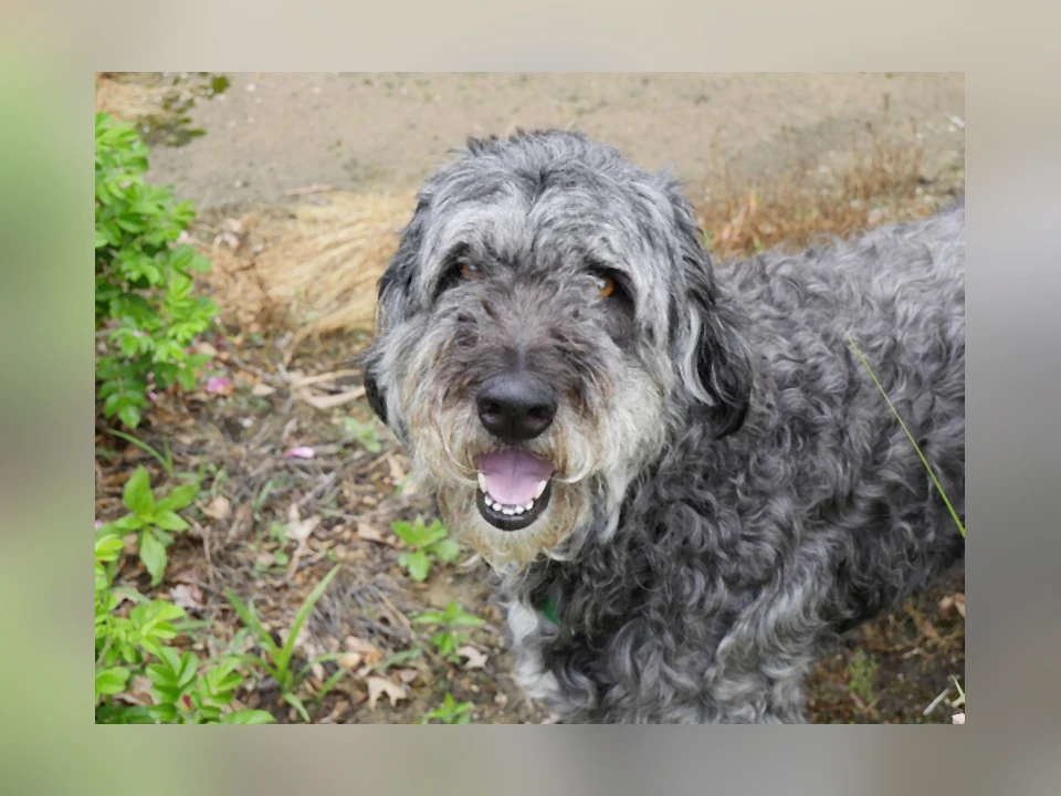 Aussiedoodle dog in a natural setting
