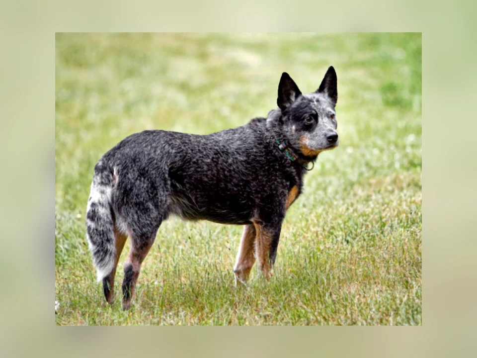 Australian Cattle Dog in a natural setting