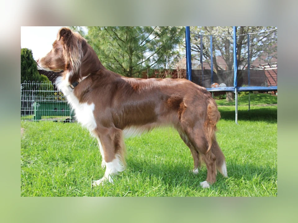 Australian Shepherd dog in a natural setting