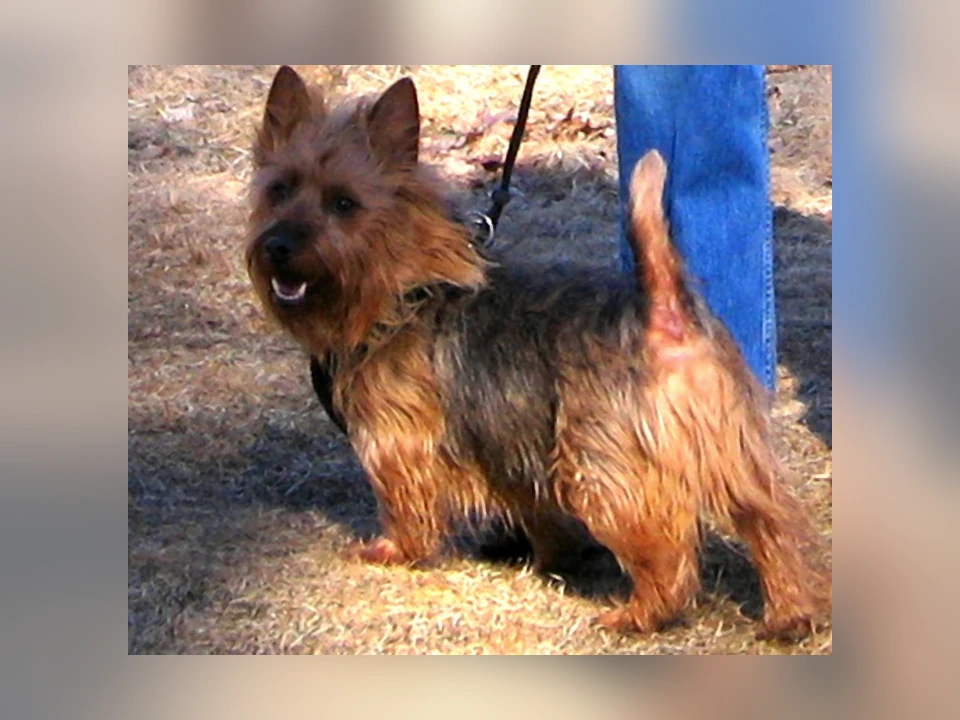 Australian Terrier dog in a natural setting