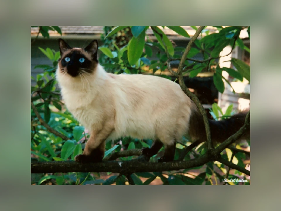 Balinese cat in a natural setting