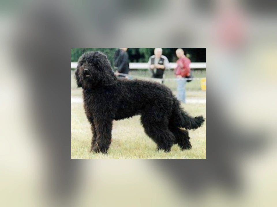 Barbet dog in a natural setting