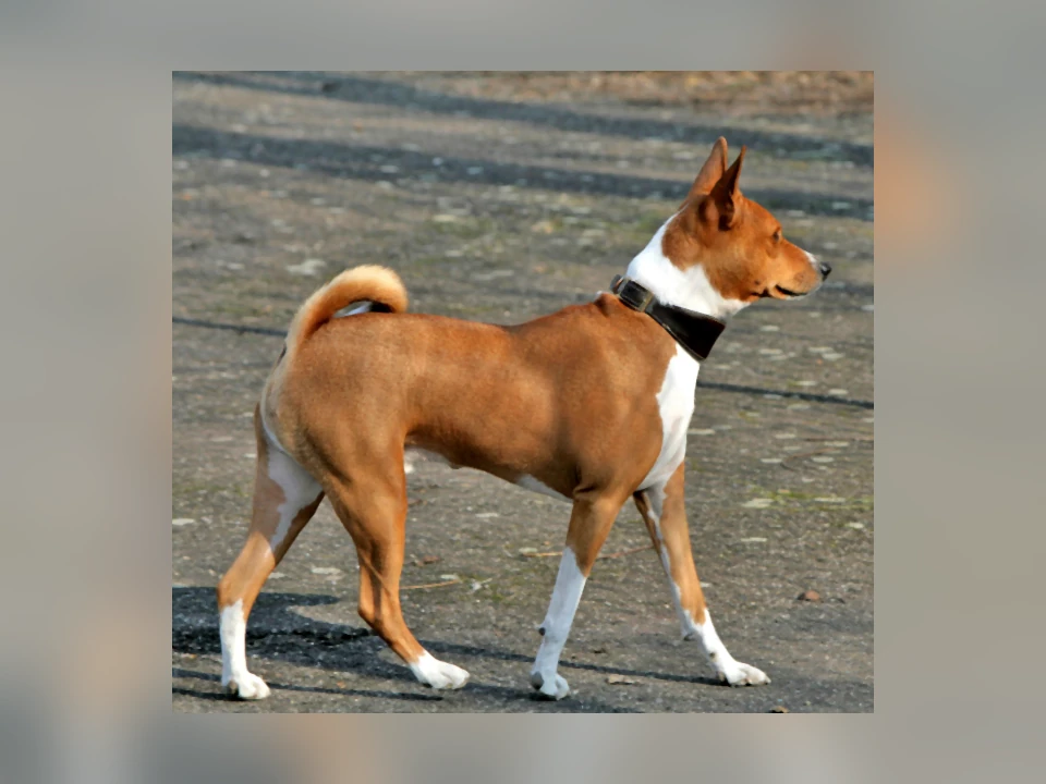Basenji dog in a natural setting