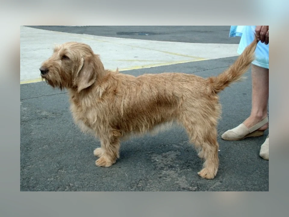 Basset Fauve de Bretagne dog in a natural setting