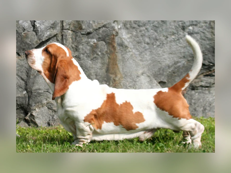 Basset Hound dog in a natural setting