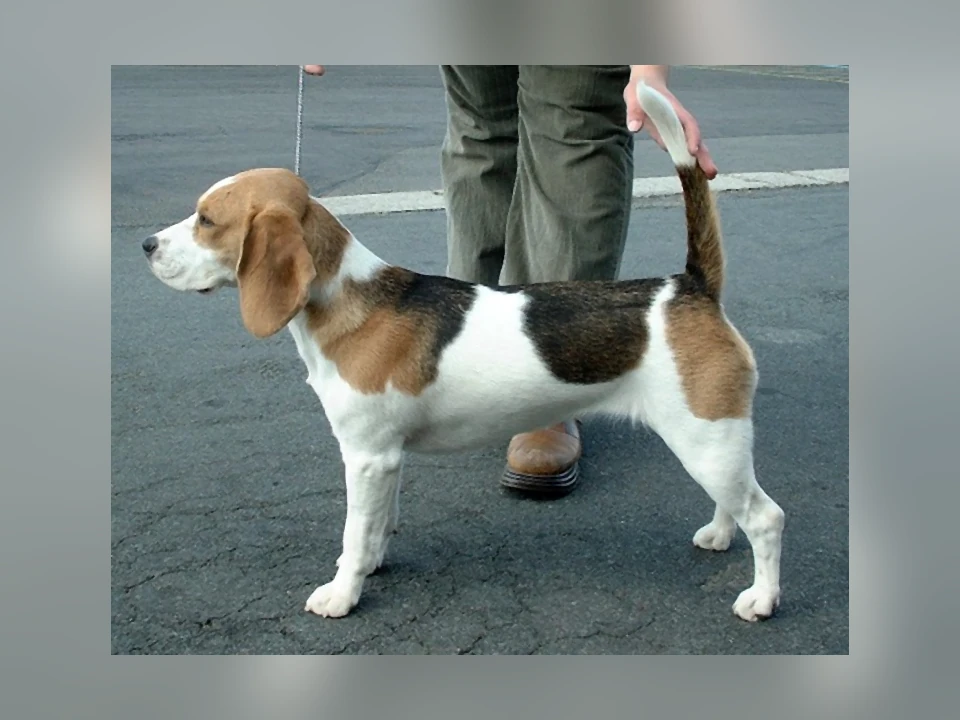 Beagle dog in a natural setting