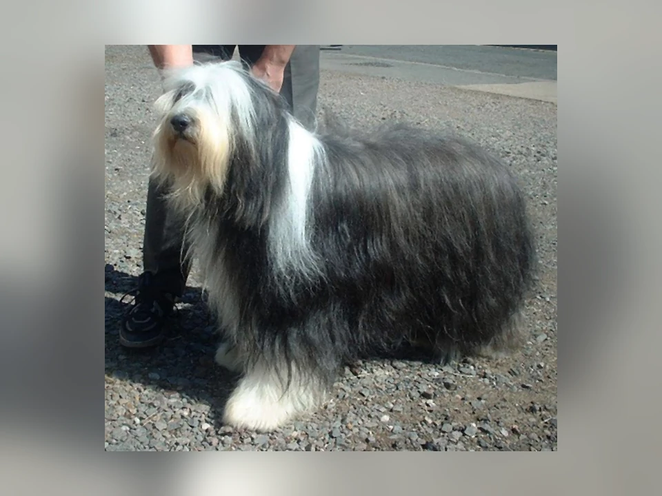 Bearded Collie dog in a natural setting