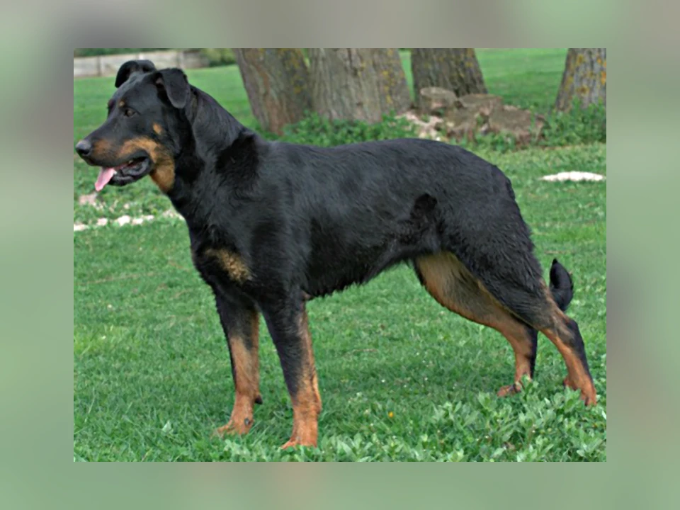 Beauceron dog in a natural setting