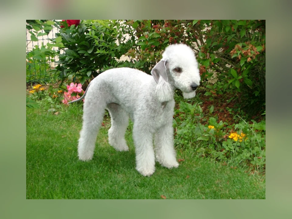 Bedlington Terrier dog in a natural setting