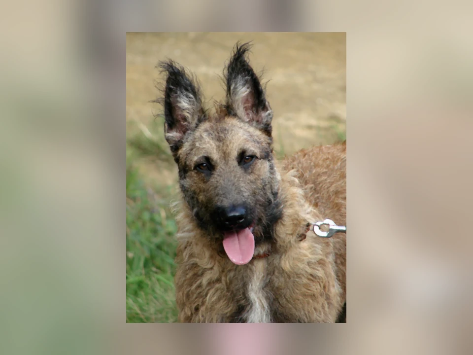Belgian Laekenois dog in a natural setting
