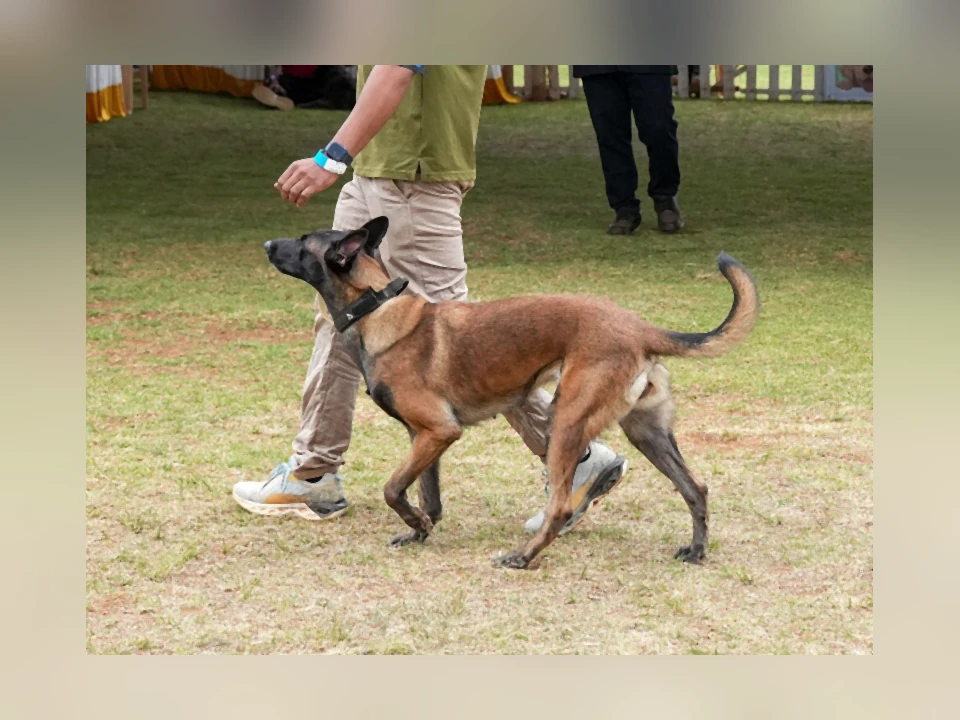 Belgian Malinois dog in a natural setting