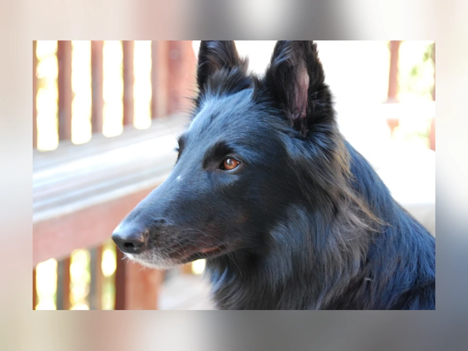 Belgian Sheepdog dog in a natural setting