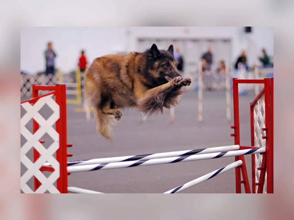 Belgian Tervuren dog in a natural setting