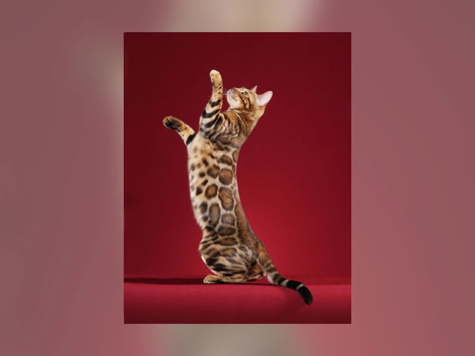 Bengal cat in a natural setting
