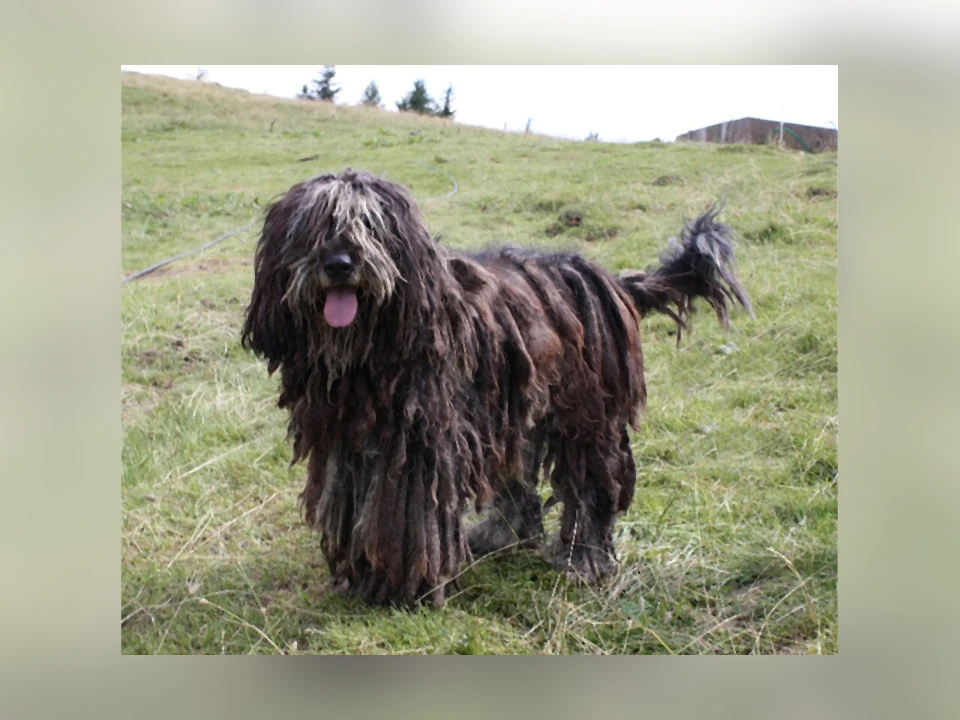 Bergamasco Sheepdog dog in a natural setting