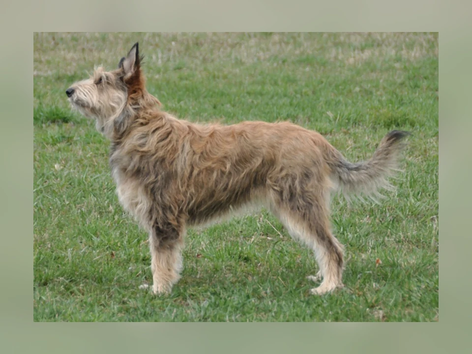 Berger Picard dog in a natural setting
