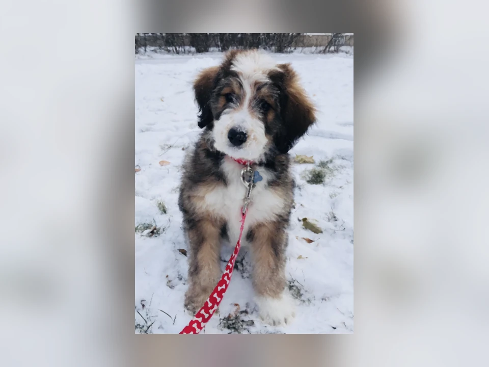 Bernedoodle dog in a natural setting