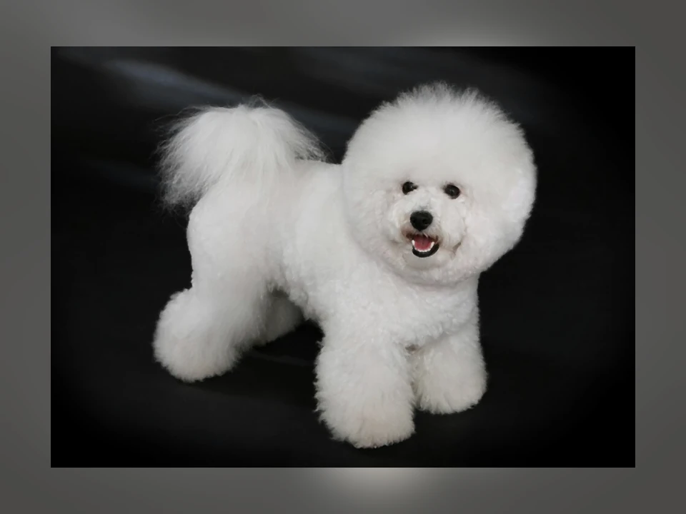 Bichon Frise dog in a natural setting