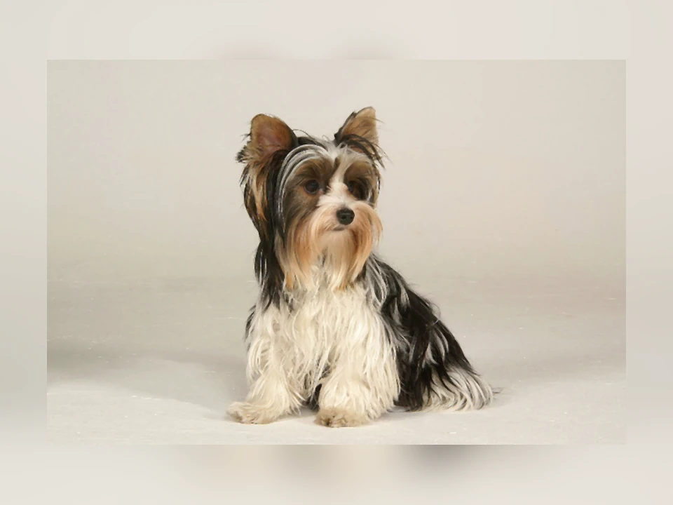 Biewer Terrier dog in a natural setting