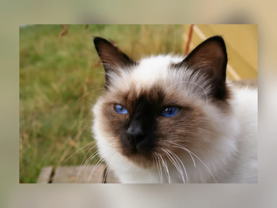 Birman cat in a natural setting