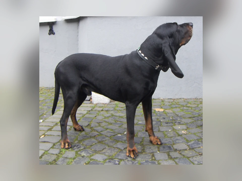 Black and Tan Coonhound dog in a natural setting