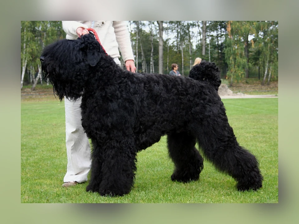 Black Russian Terrier dog in a natural setting