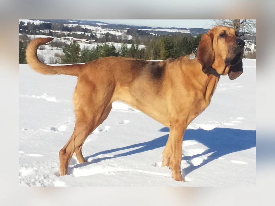 Bloodhound dog in a natural setting