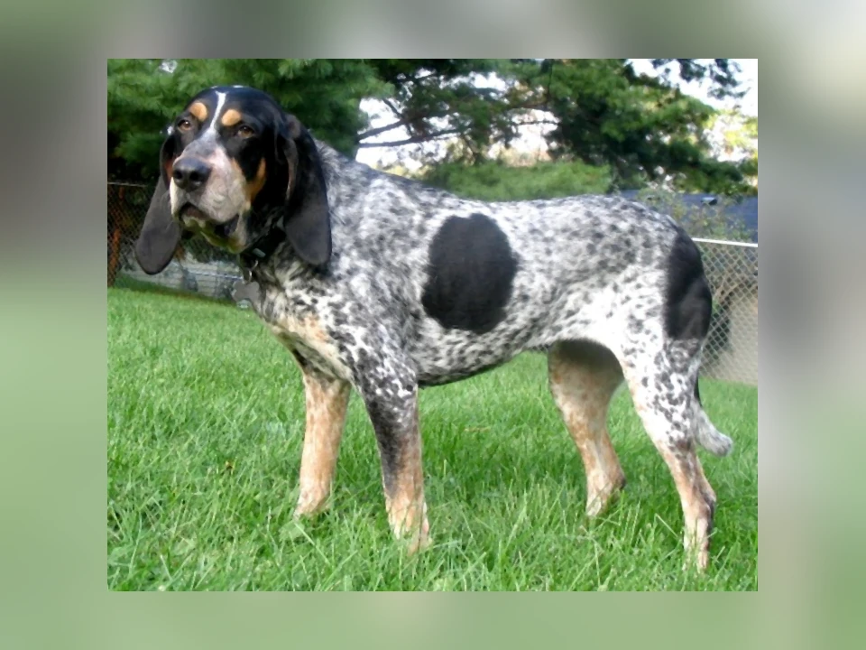 Bluetick Coonhound dog in a natural setting