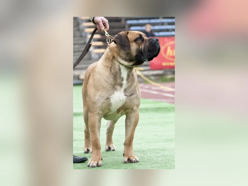 Boerboel dog in a natural setting