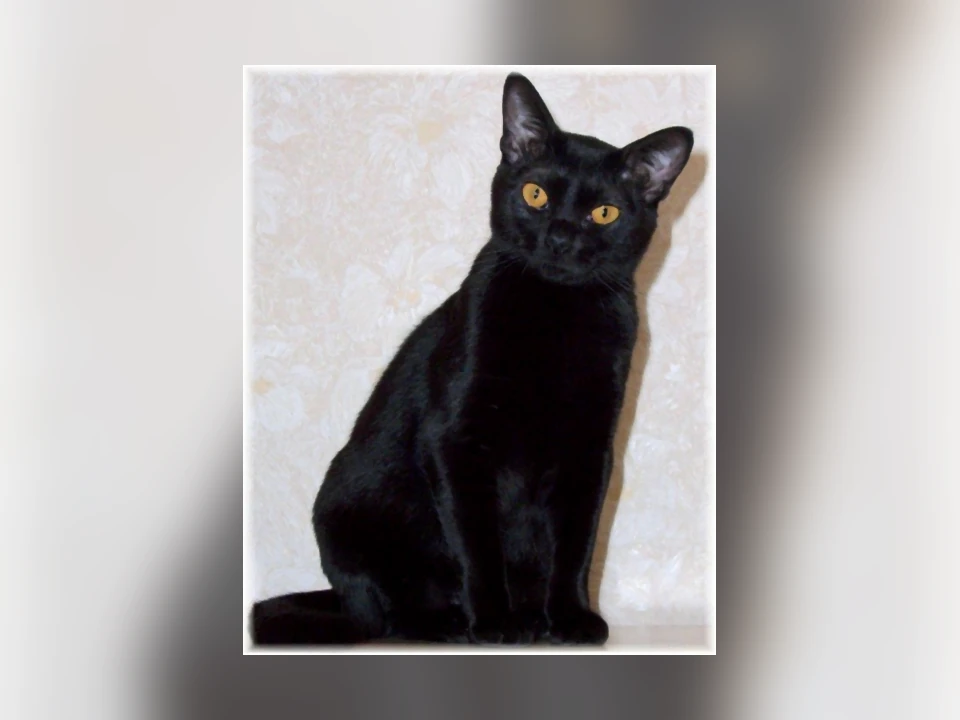 Bombay cat in a natural setting