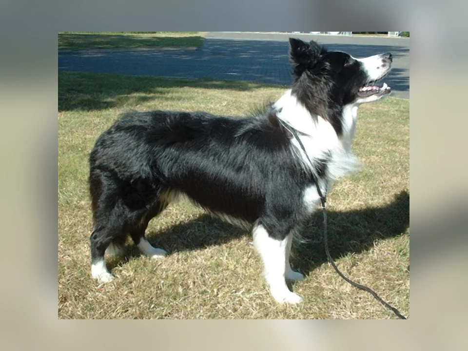 Border Collie dog in a natural setting