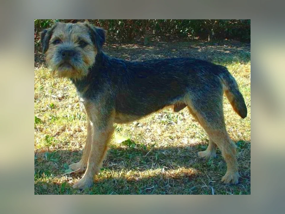 Border Terrier dog in a natural setting